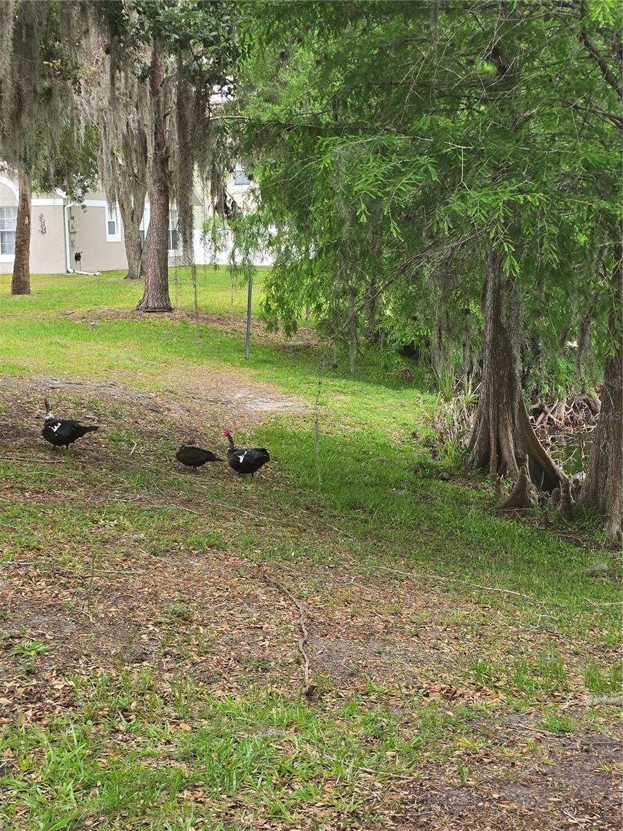 CYPRESS LAKE PH 1 - Residential