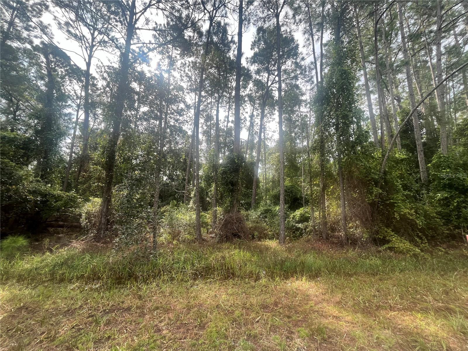 COUNTRY LIVING AT ITS BEST COME CHECK OUT THIS 0.23 ACRE BEAUTIFUL recently mulched LOT LOCATED IN GEORGETOWN. BUILD OR BRING YOUR DREAM HOME. Come enjoy St. J River Rod & Reel Club, Boat Ramp, Fishing Pier in Lake George. GO BOATING & FISHING ON RIVER & LAKE. GO SWIMMING IN BEAUTIFUL SALT SPRINGS SILVER GLEN SPRING!!