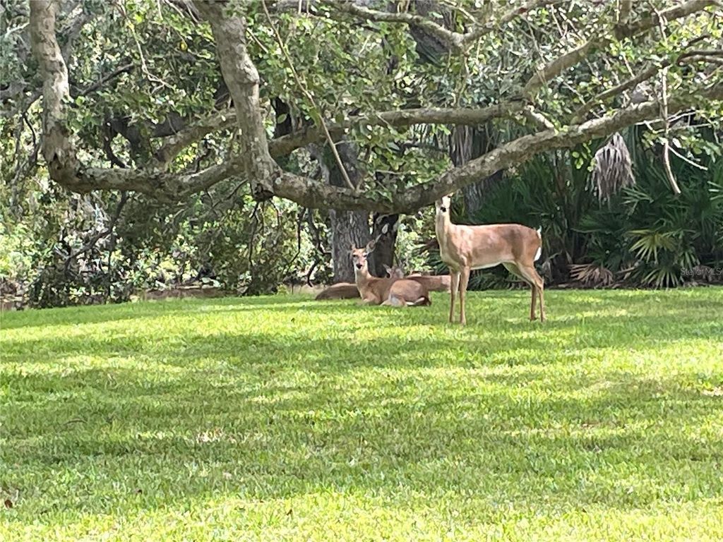 Photo of 4133 Carriage Drive #18, Sarasota, FL 34241 (MLS # A4668329)