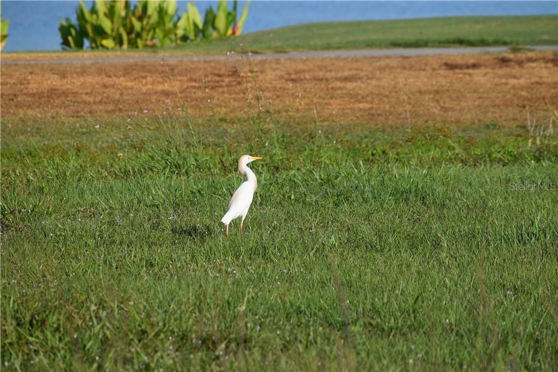 ROYAL PALM GOLF ESTATE UNIT 1 - Land