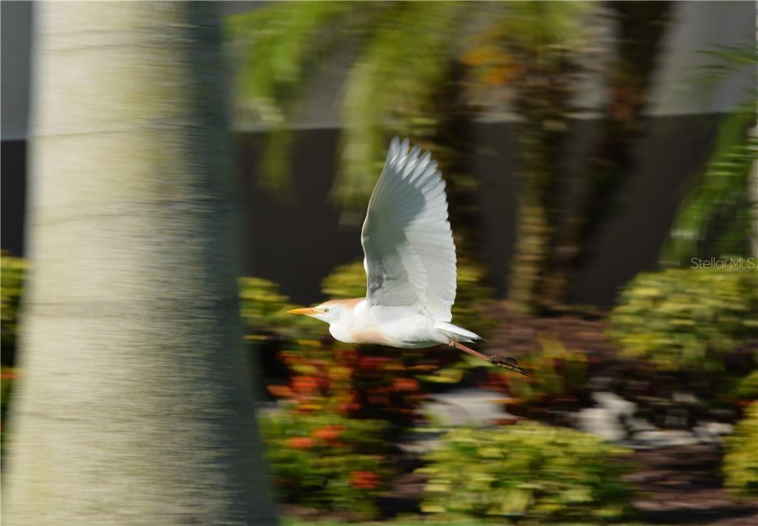 ROYAL PALM GOLF ESTATE UNIT 1 - Land