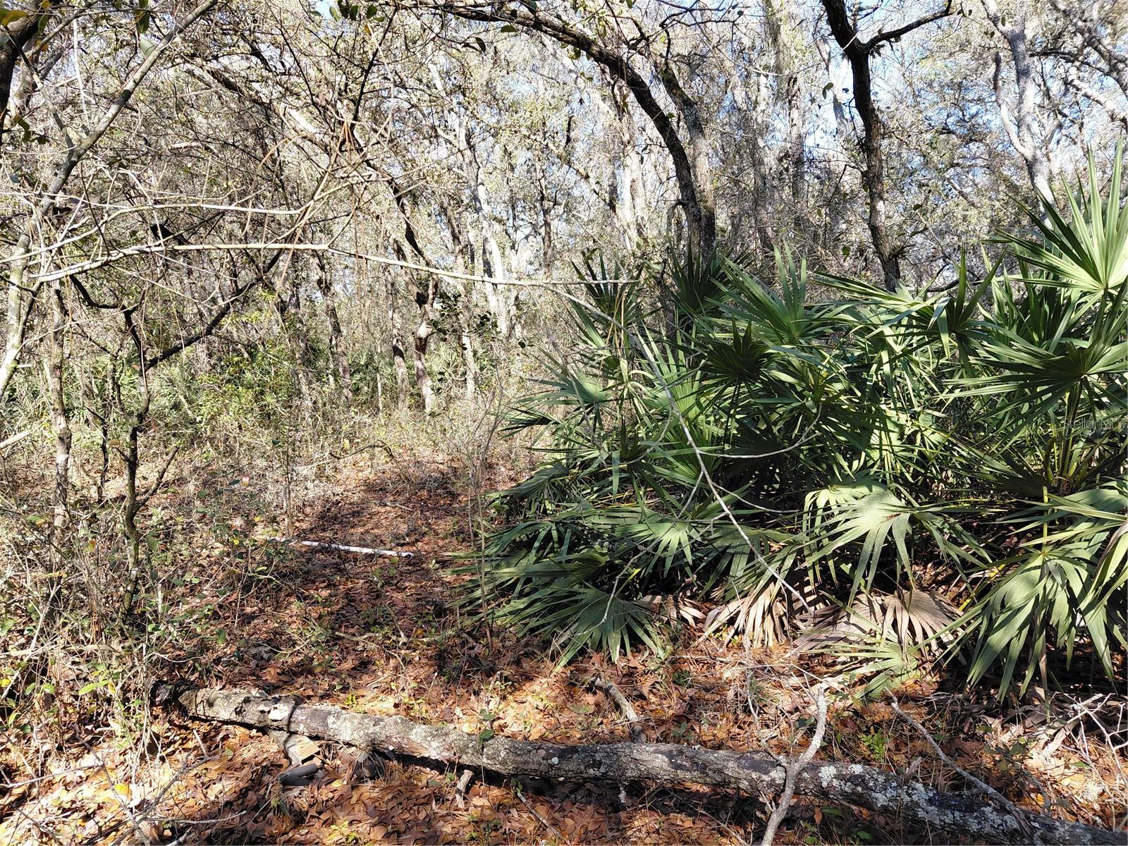 RIDGE MANOR ESTATE - Land