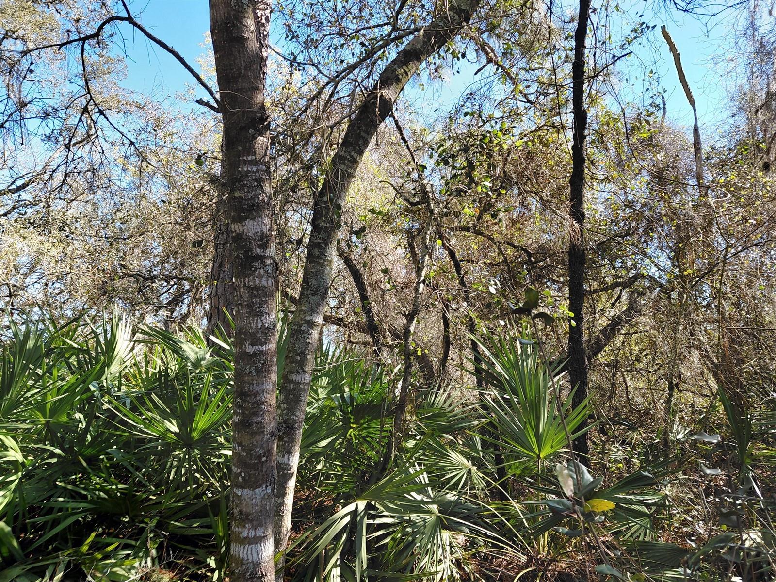 RIDGE MANOR ESTATE - Land