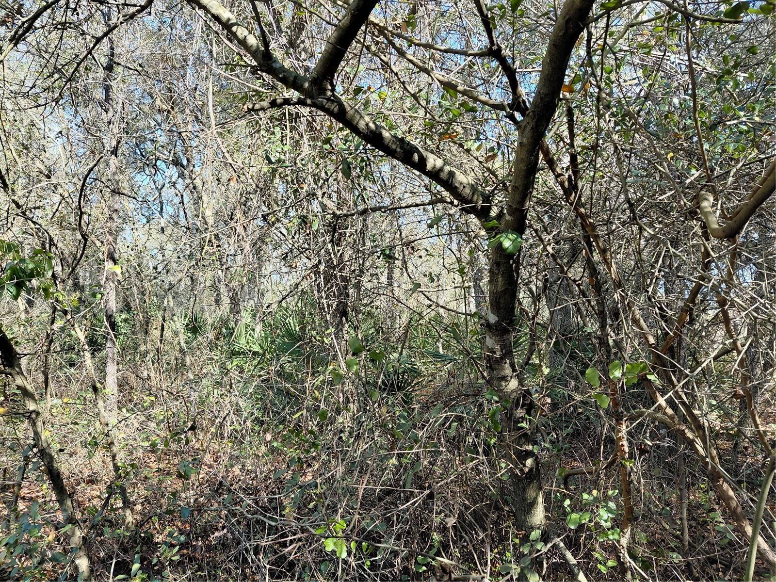 RIDGE MANOR ESTATE - Land