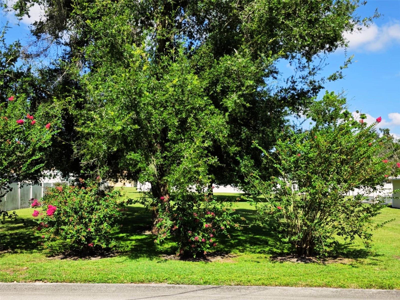 N POLK AVENUE