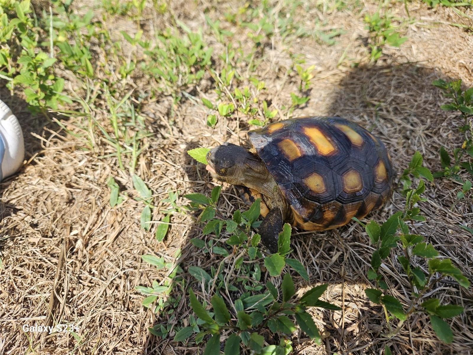 PORT CHARLOTTE SUB 12 - Residential