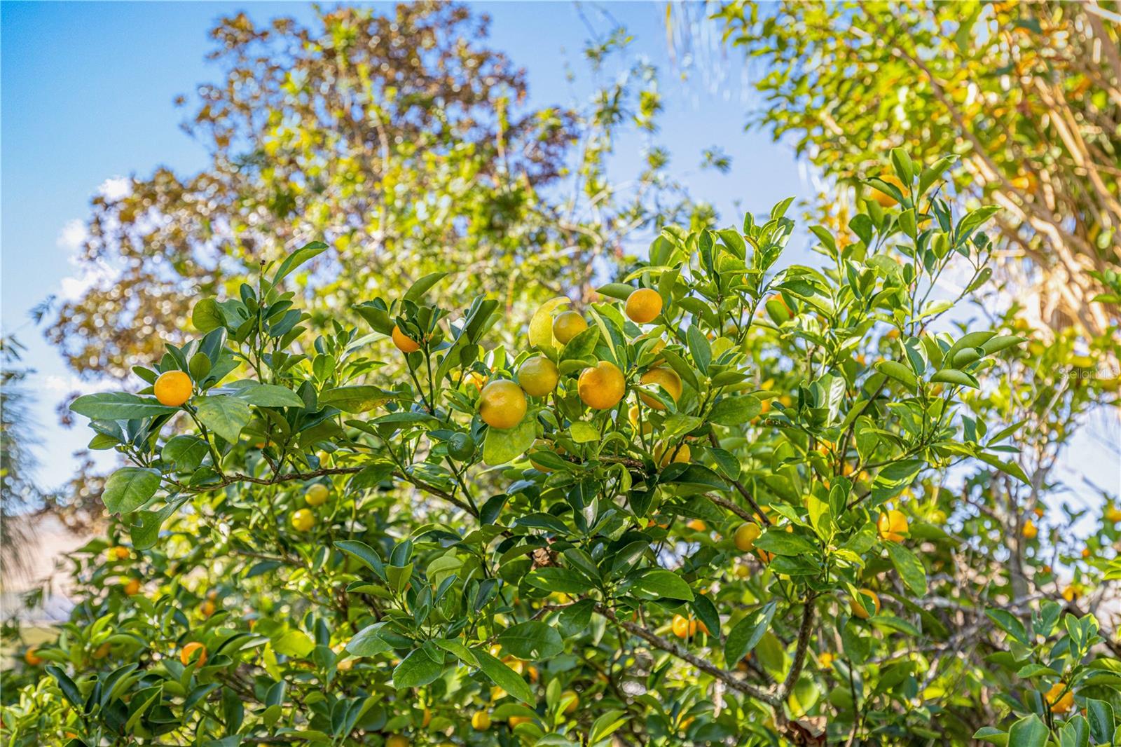 ON TOP OF THE WORLD - Residential