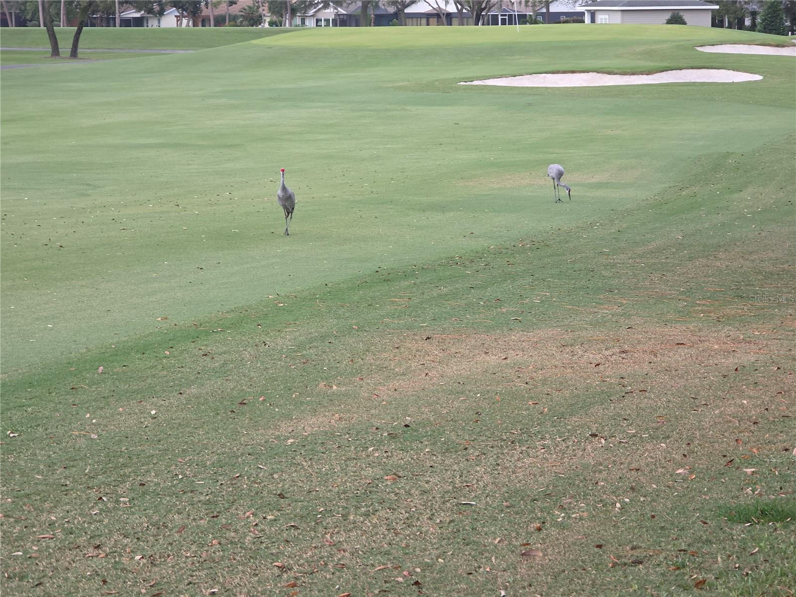 TIMBER PINES - Residential