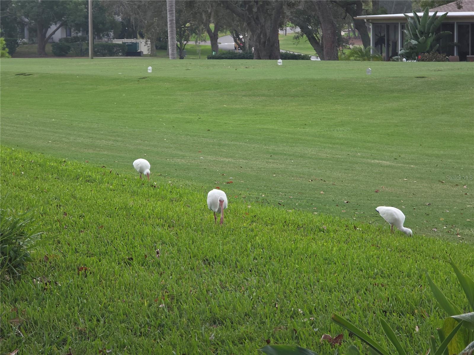 TIMBER PINES - Residential
