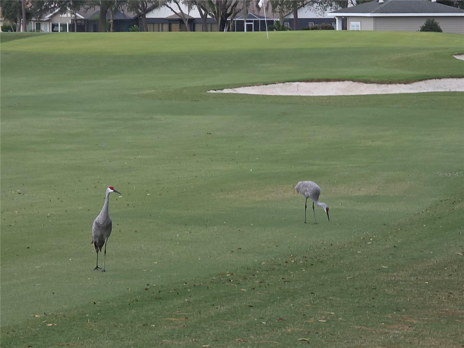 TIMBER PINES - Residential