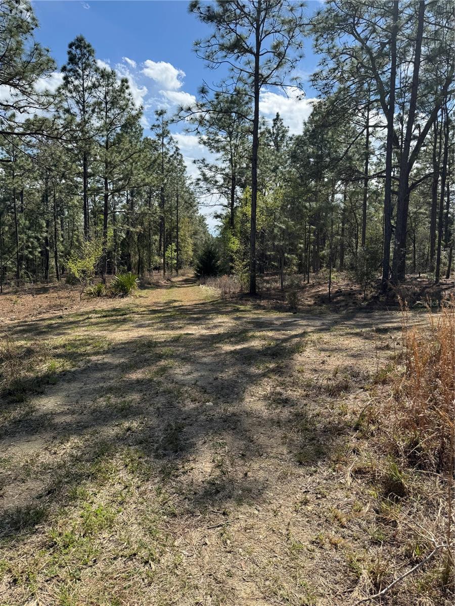 A great opportunity to build your ideal home. Whether you're looking to invest or build, this lot provides endless possibilities. Don't miss out on this prime piece of land. Close to Ocala National Froest, Rainbow Springs and local equestrian trails.