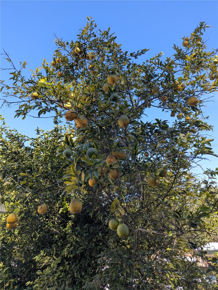 SUWANNEE GARDENS - Residential