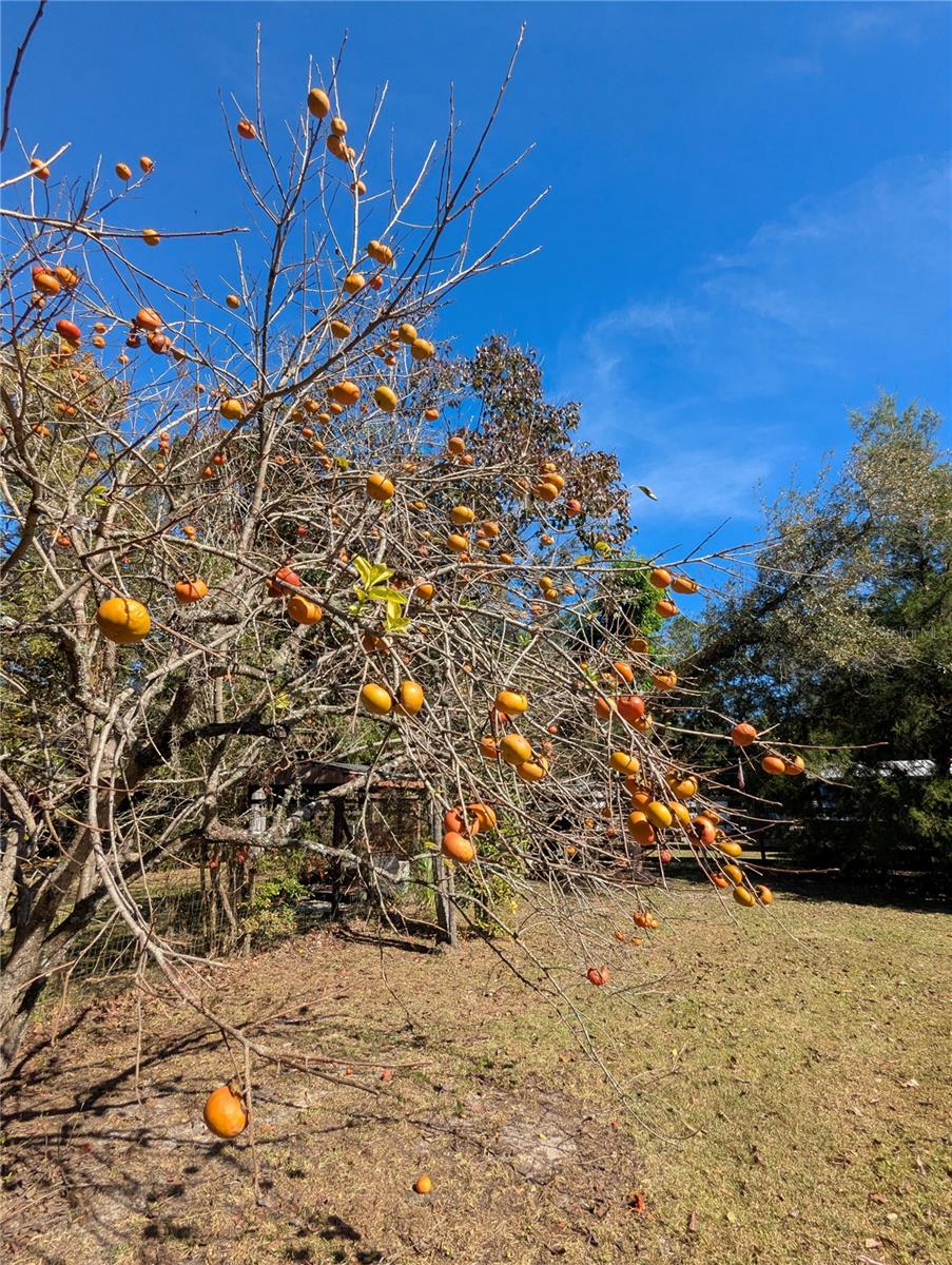 SUWANNEE GARDENS - Residential