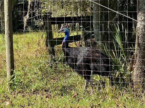 Tiny photo for 19350 NW 123rd Court, Micanopy, FL 32667 (MLS # OM629721)