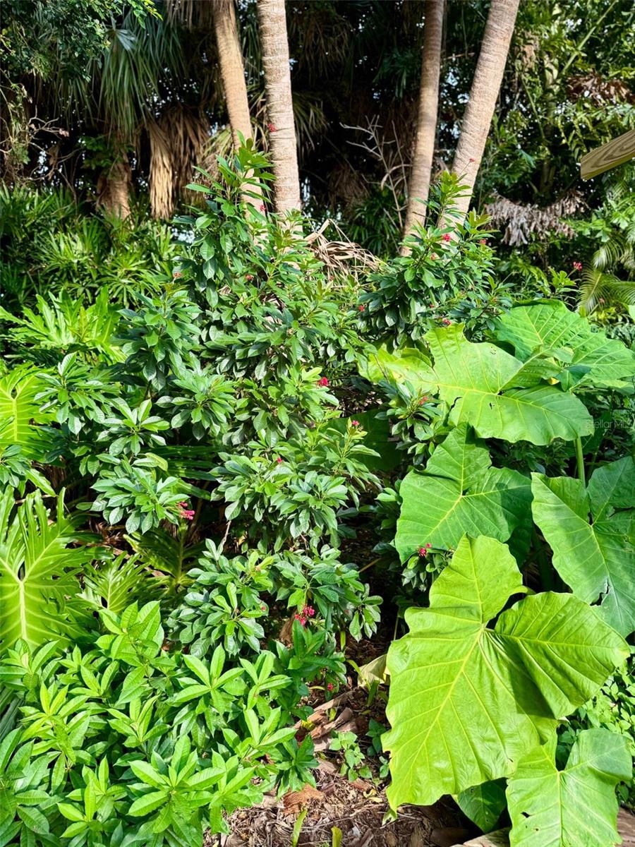 KAPOK TERRACE SUB - Residential Lease