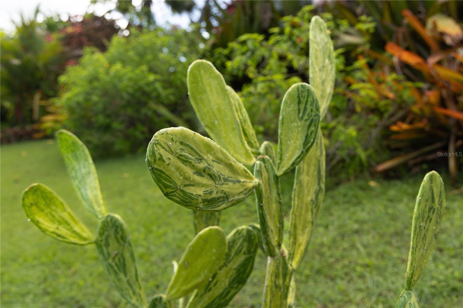 VILLA BORINQUEN - Residential