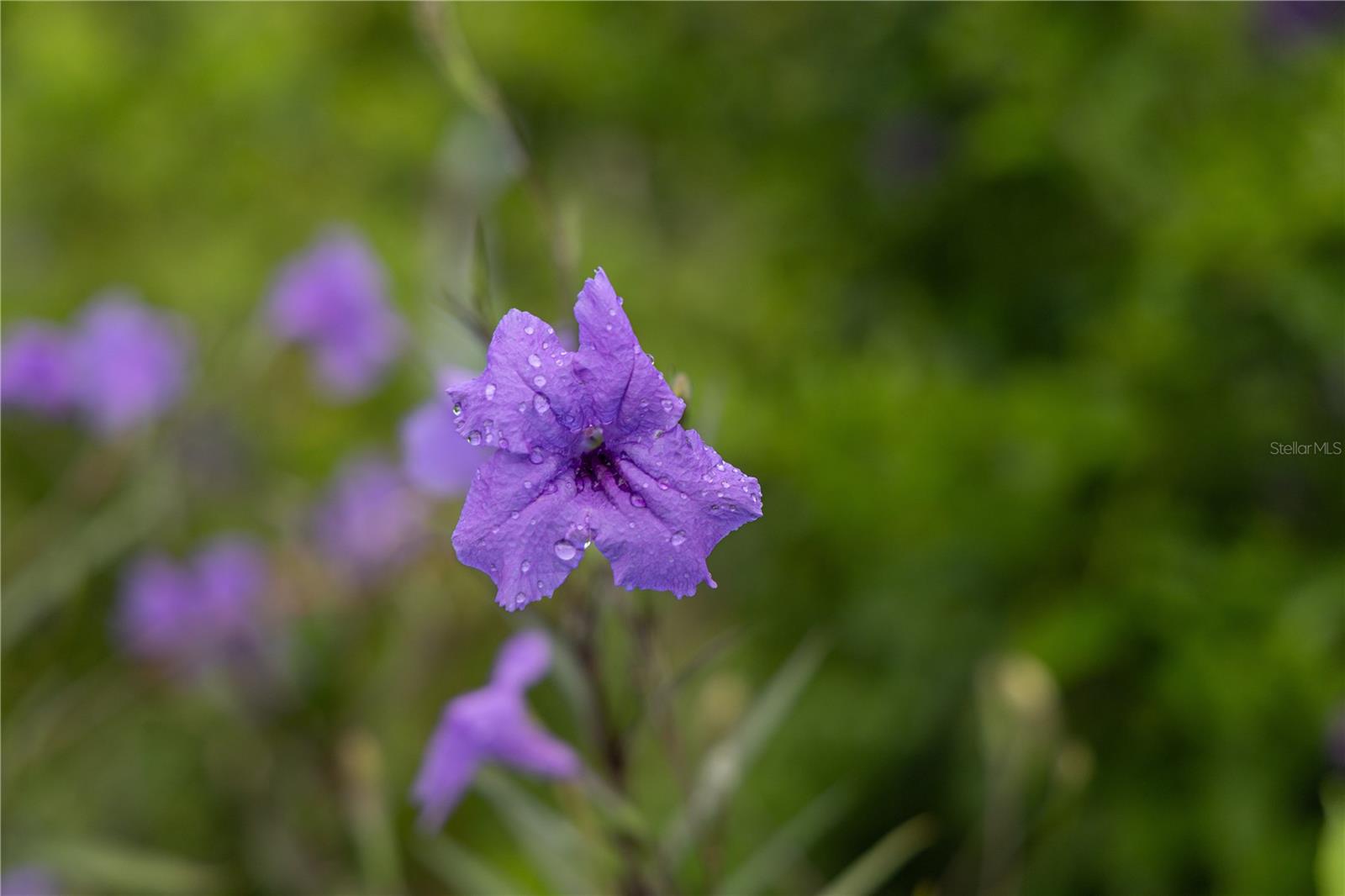 VILLA BORINQUEN - Residential