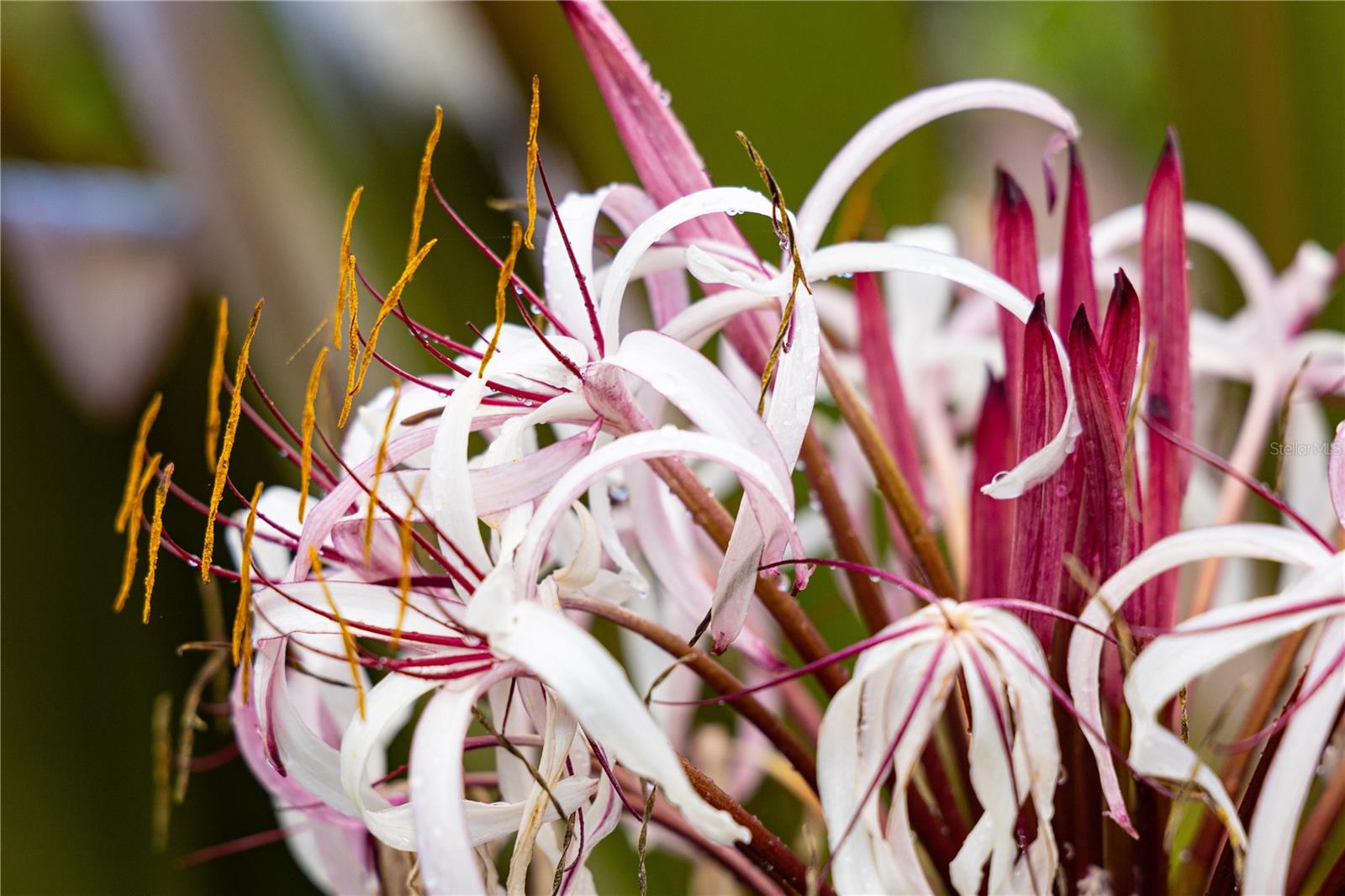VILLA BORINQUEN - Residential
