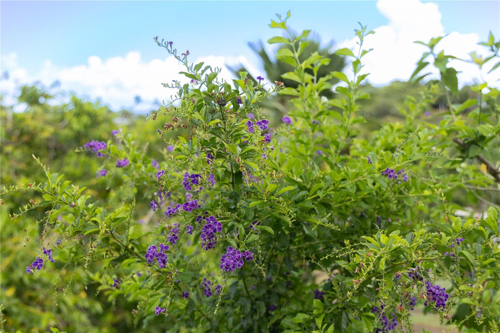 VILLA BORINQUEN - Residential
