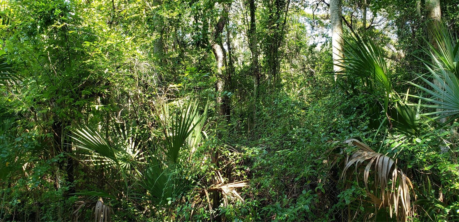 Napier & Hull Grant - Land