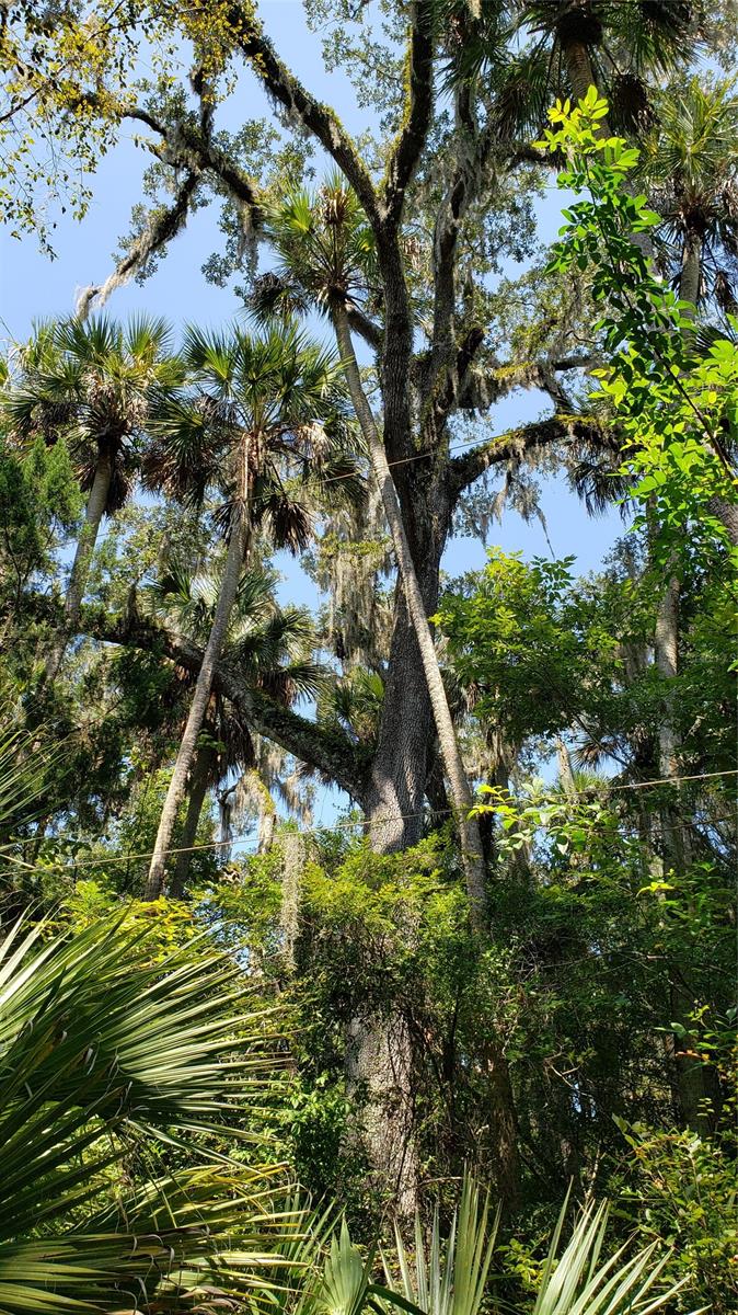 Napier & Hull Grant - Land