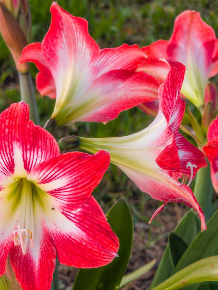 EMBASSY HILLS - Residential