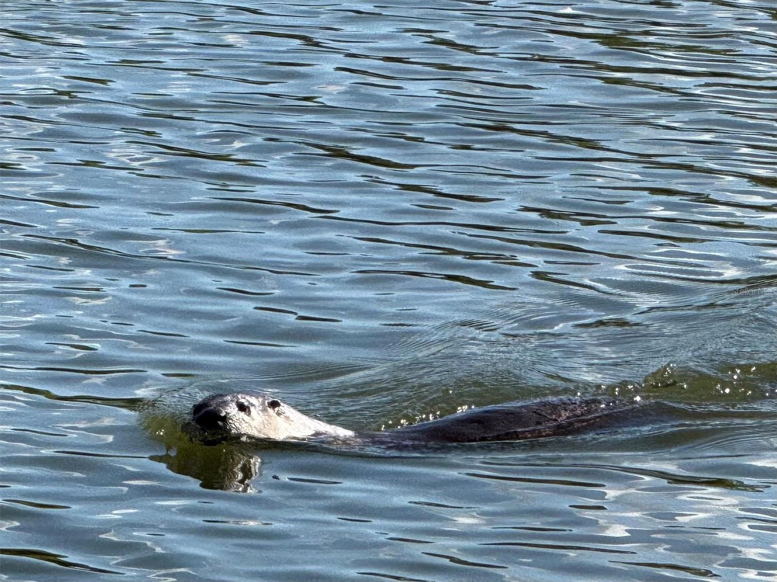 DUG CRK TWNHMS - Residential