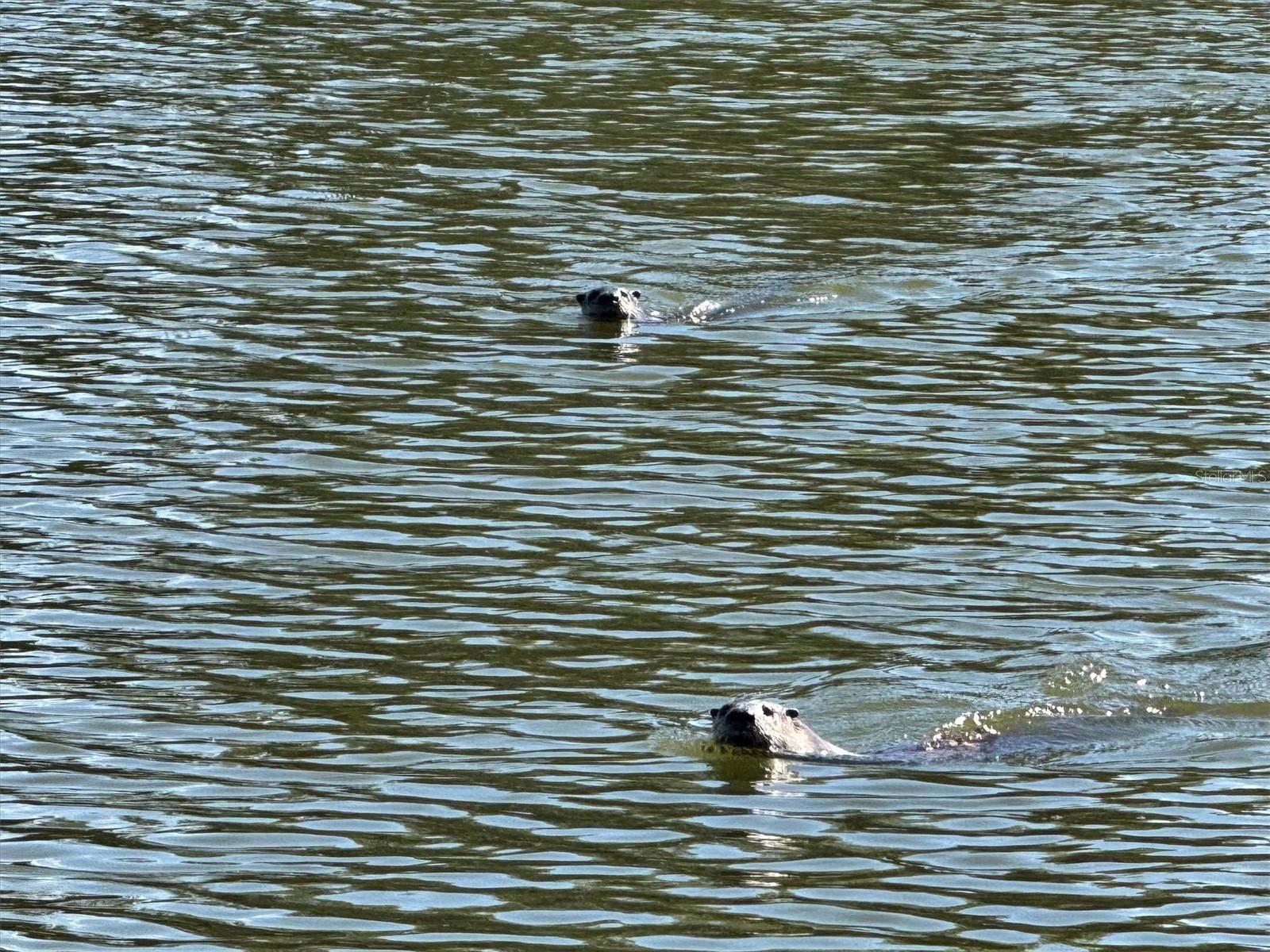 DUG CRK TWNHMS - Residential