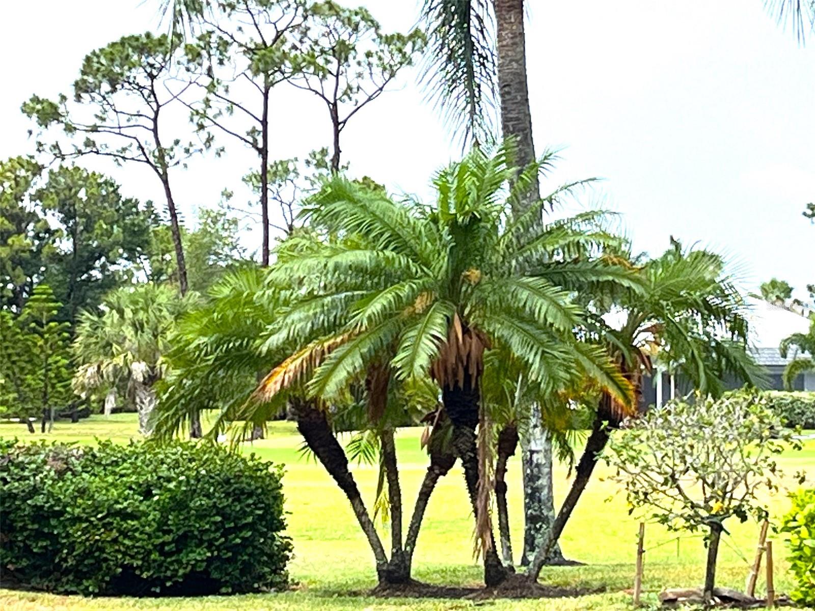 KING TARPON CONDO - Residential