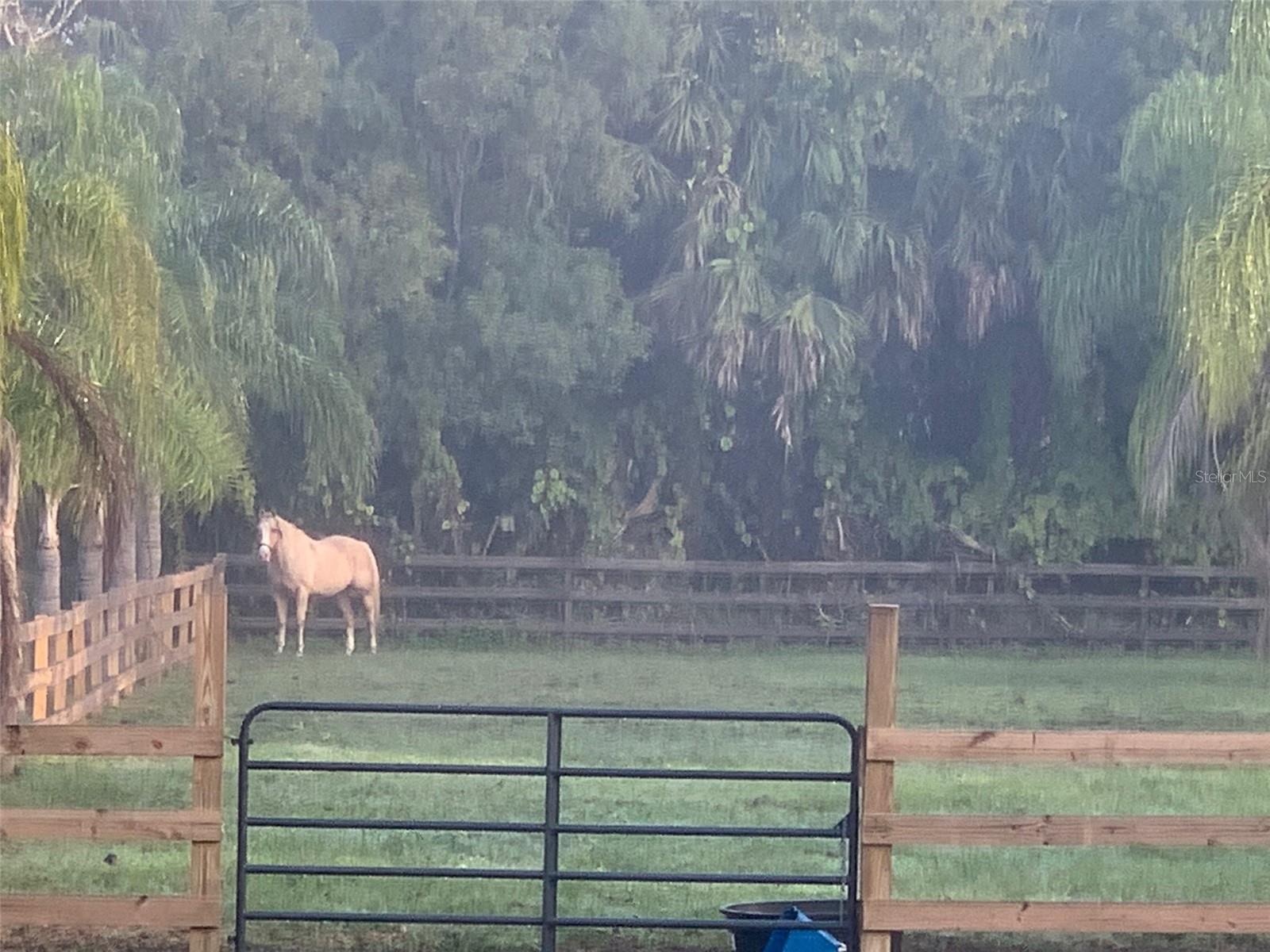 PALM HAMMOCK - Residential