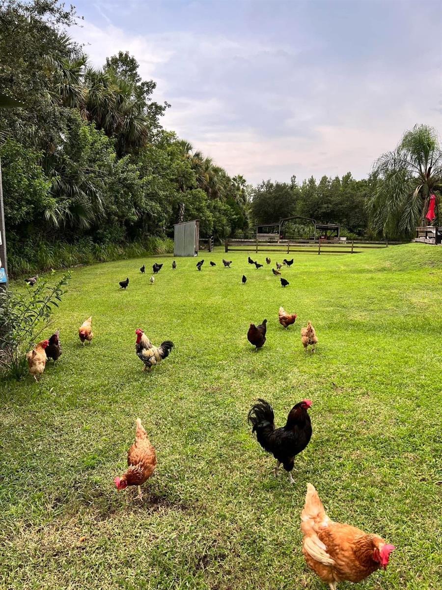 PALM HAMMOCK - Residential