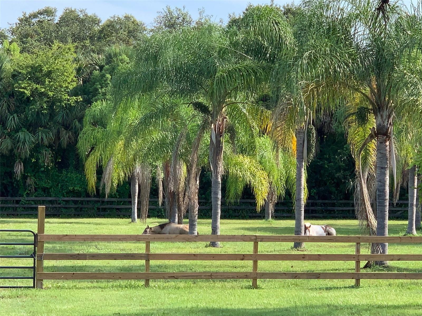 PALM HAMMOCK - Residential