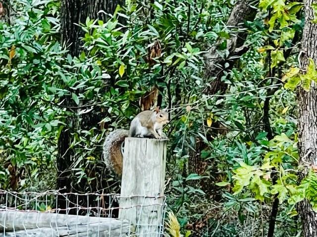 SUWANNEE RIVER ESTATES - Land