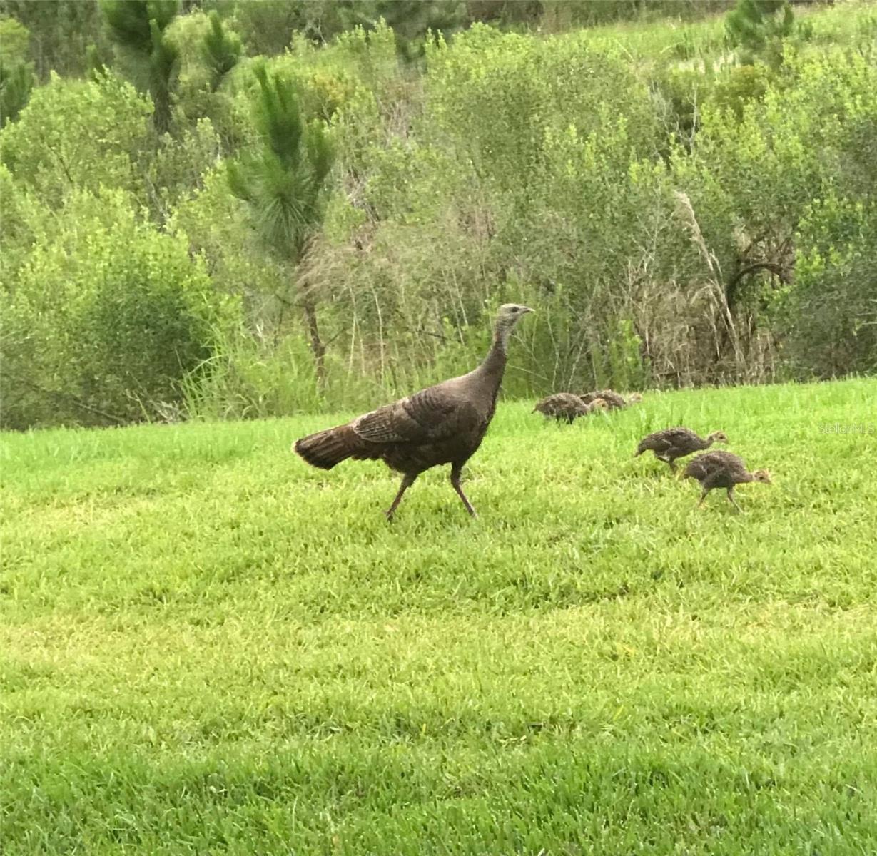 SOLIVITA PH 7B2 - Residential