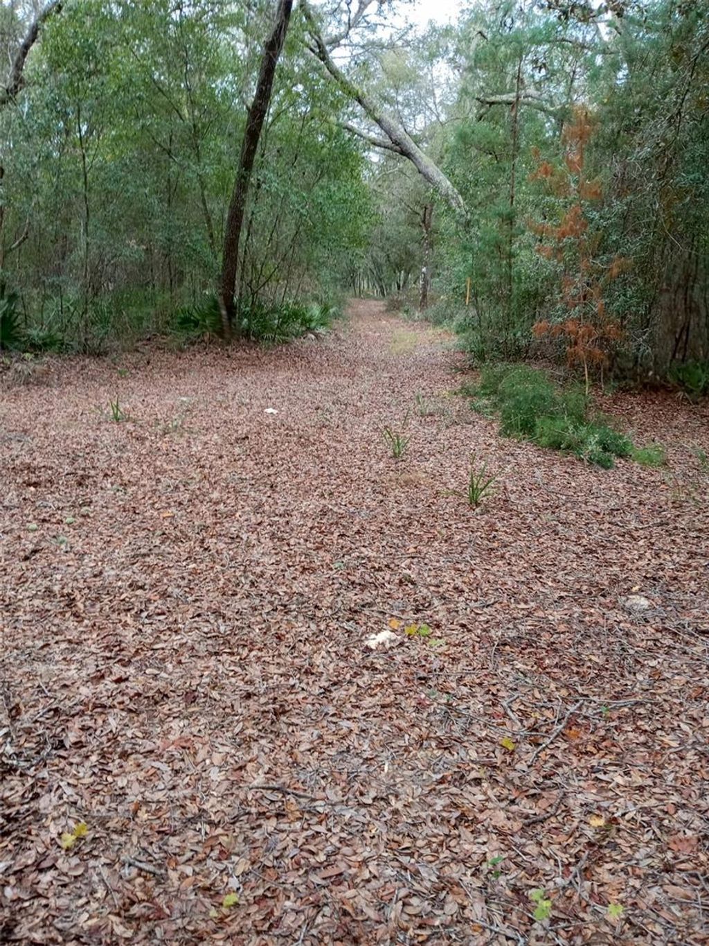Photo of 28093 SE Highway 42, Umatilla, FL 32784 (MLS # G5106506)