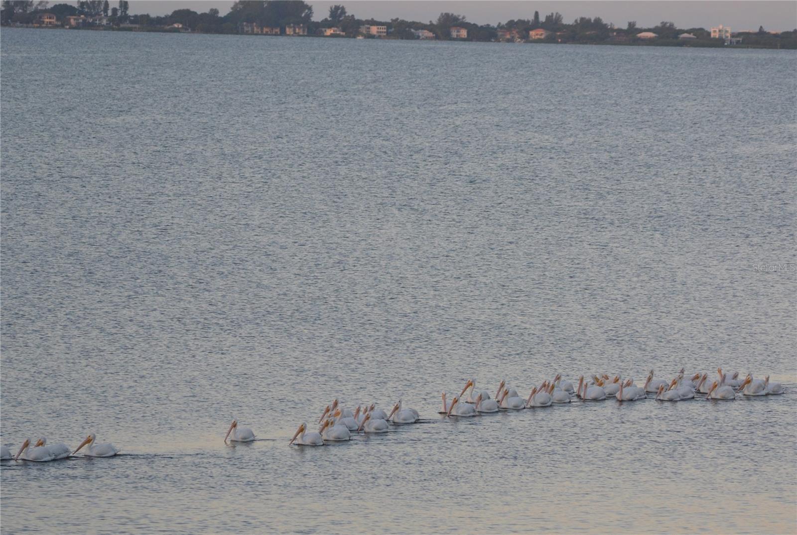 THE VISTAS AT WILD OAK BAY I AMD - Residential