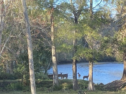 Tiny photo for 11772 N River Sound Path, Inglis, FL 34449 (MLS # TB8544352)