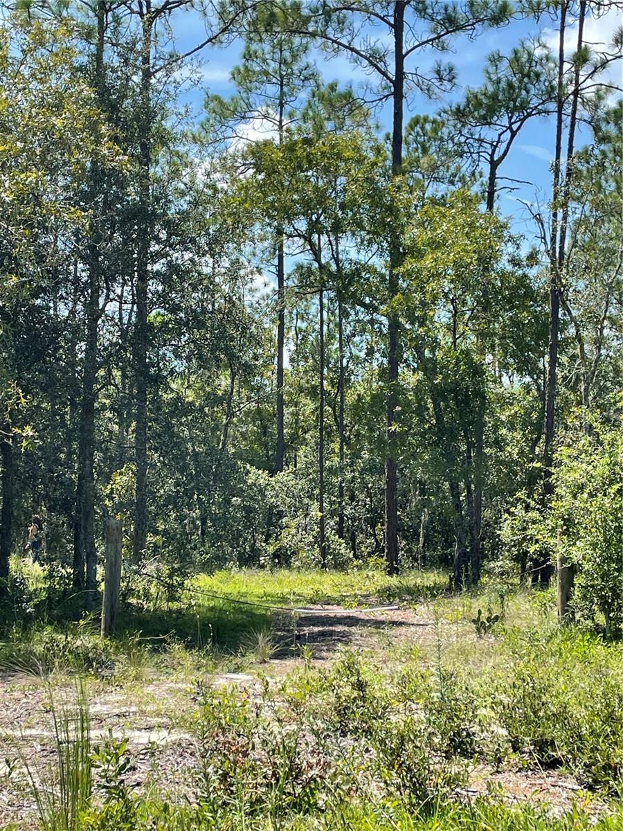 PINEY HILLS FARM - Land