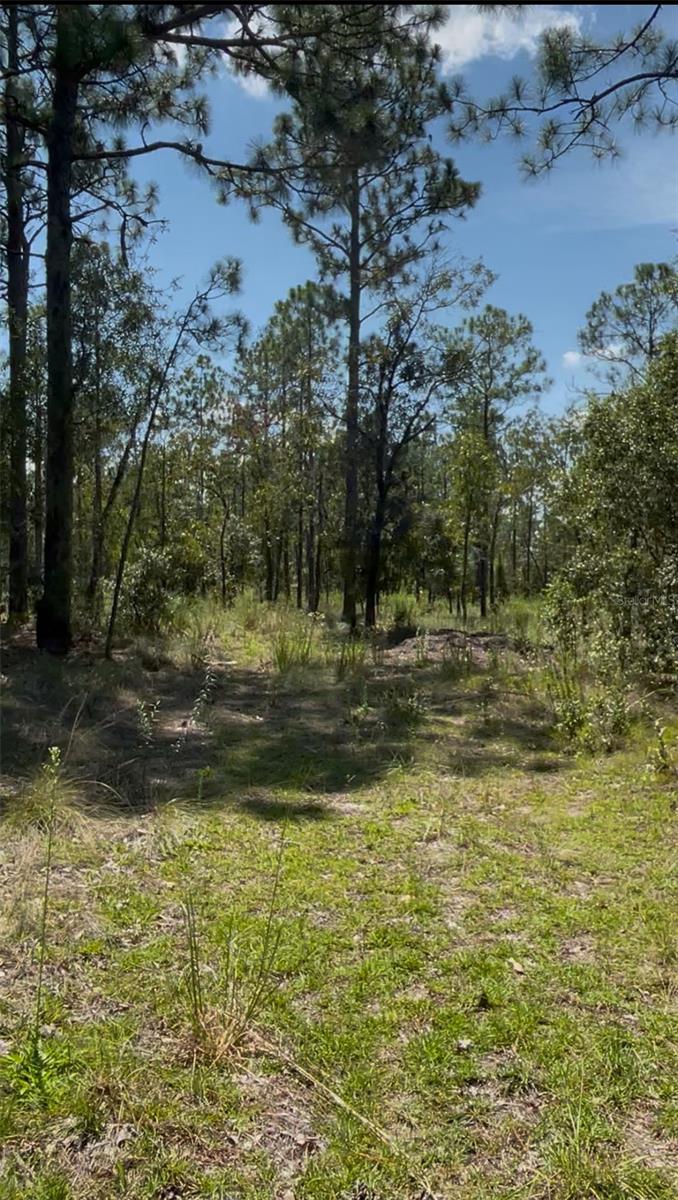 PINEY HILLS FARM - Land