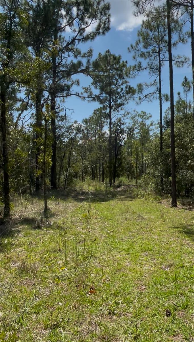 PINEY HILLS FARM - Land