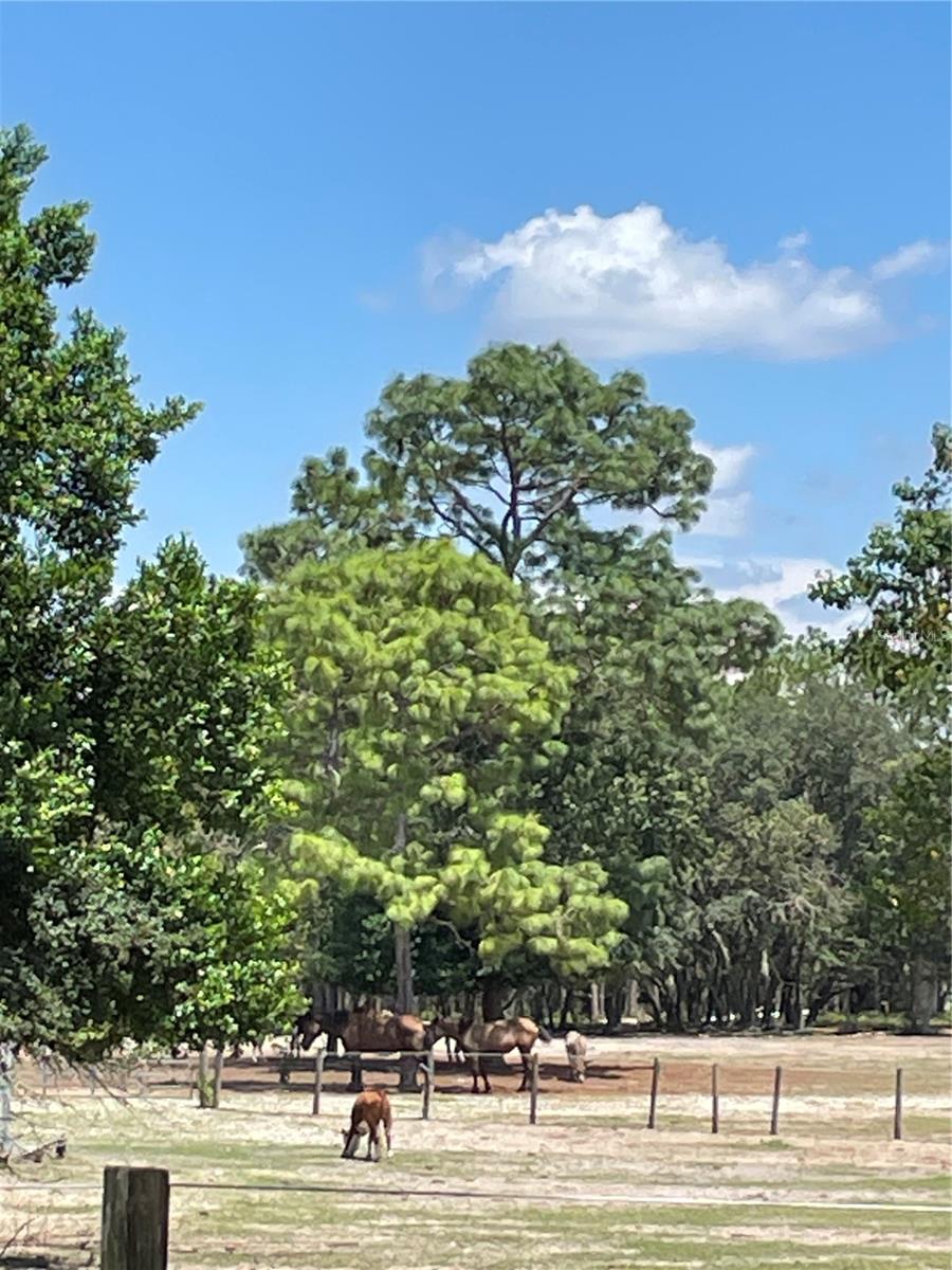 PINEY HILLS FARM - Land