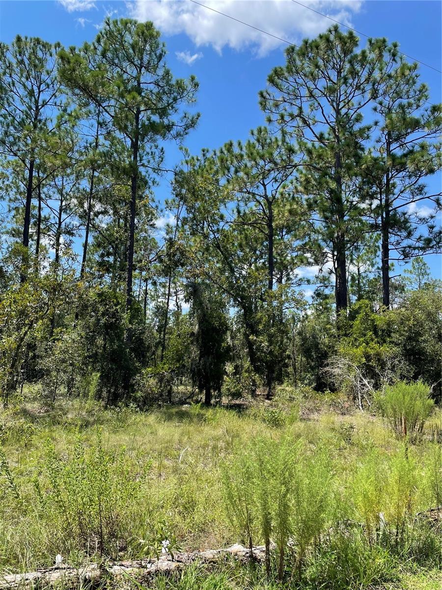 PINEY HILLS FARM - Land