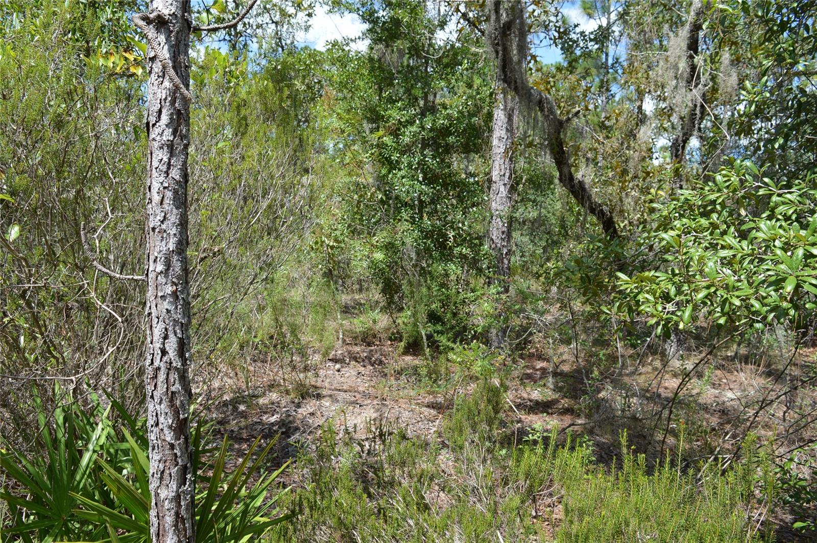 WILLISTON HIGHLANDS - Land