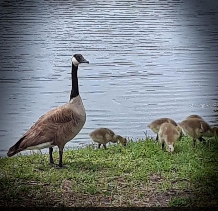 BELLE OAK VILLAS - Residential