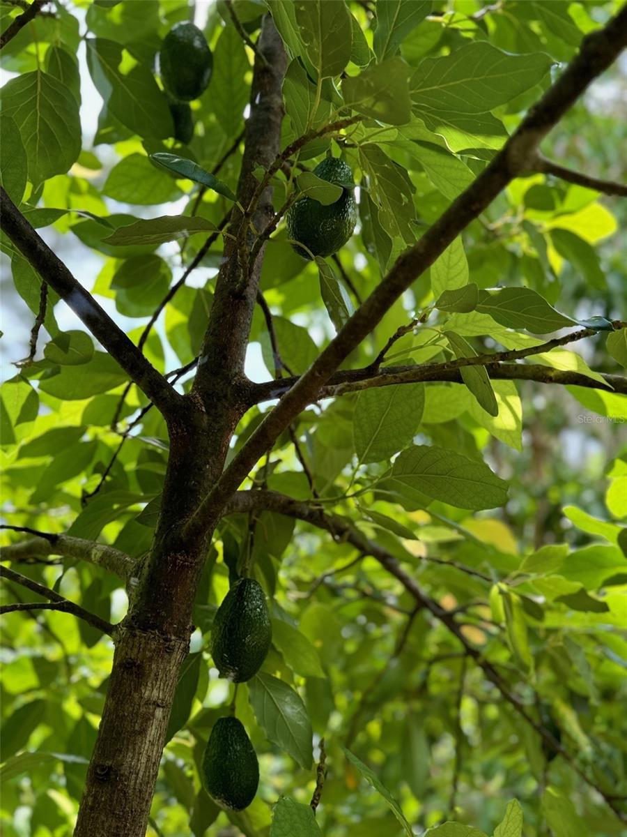 COUNTRY MEADOW WEST UNIT 1 - Residential