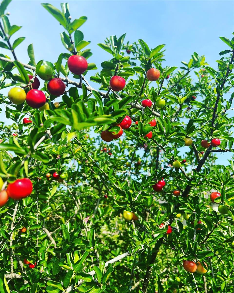 COUNTRY MEADOW WEST UNIT 1 - Residential