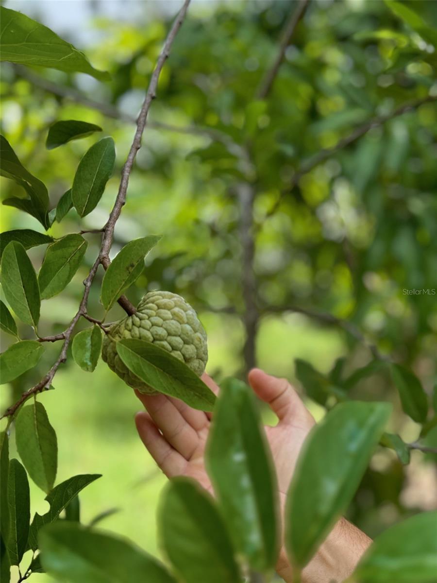 COUNTRY MEADOW WEST UNIT 1 - Residential