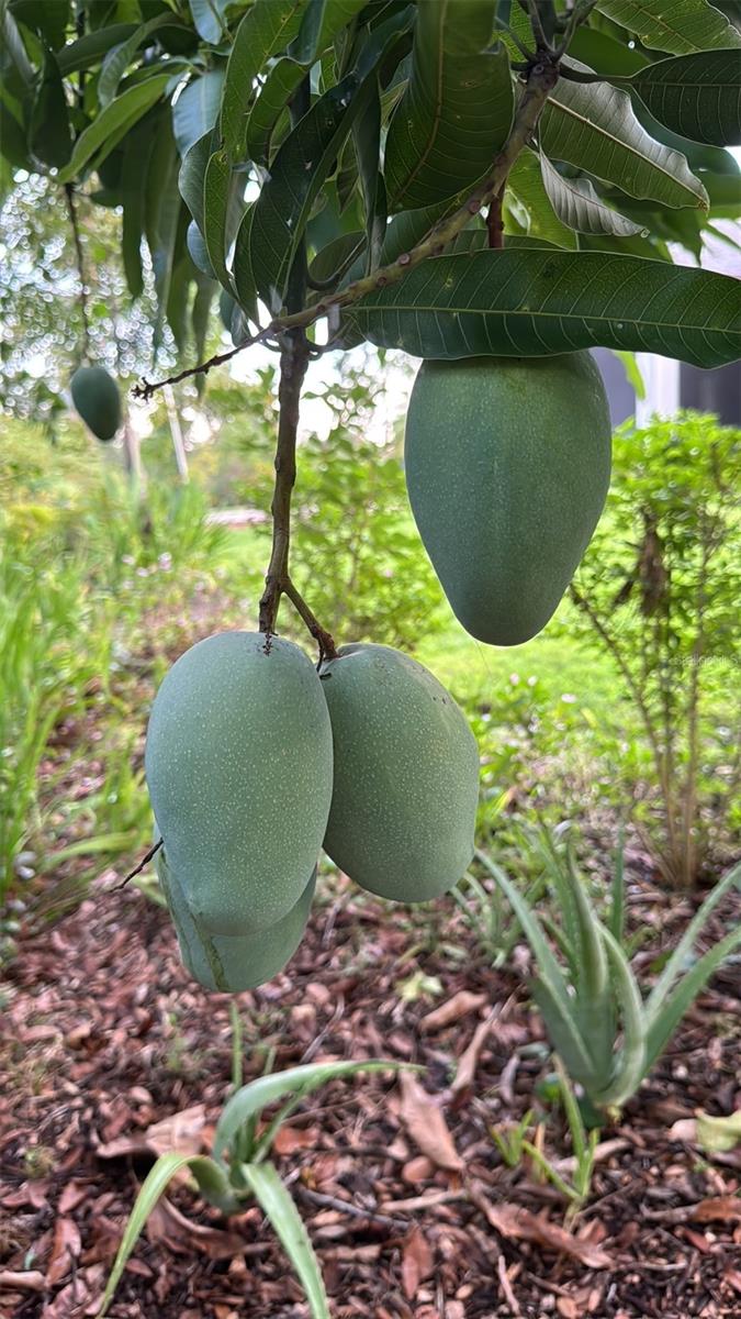 COUNTRY MEADOW WEST UNIT 1 - Residential