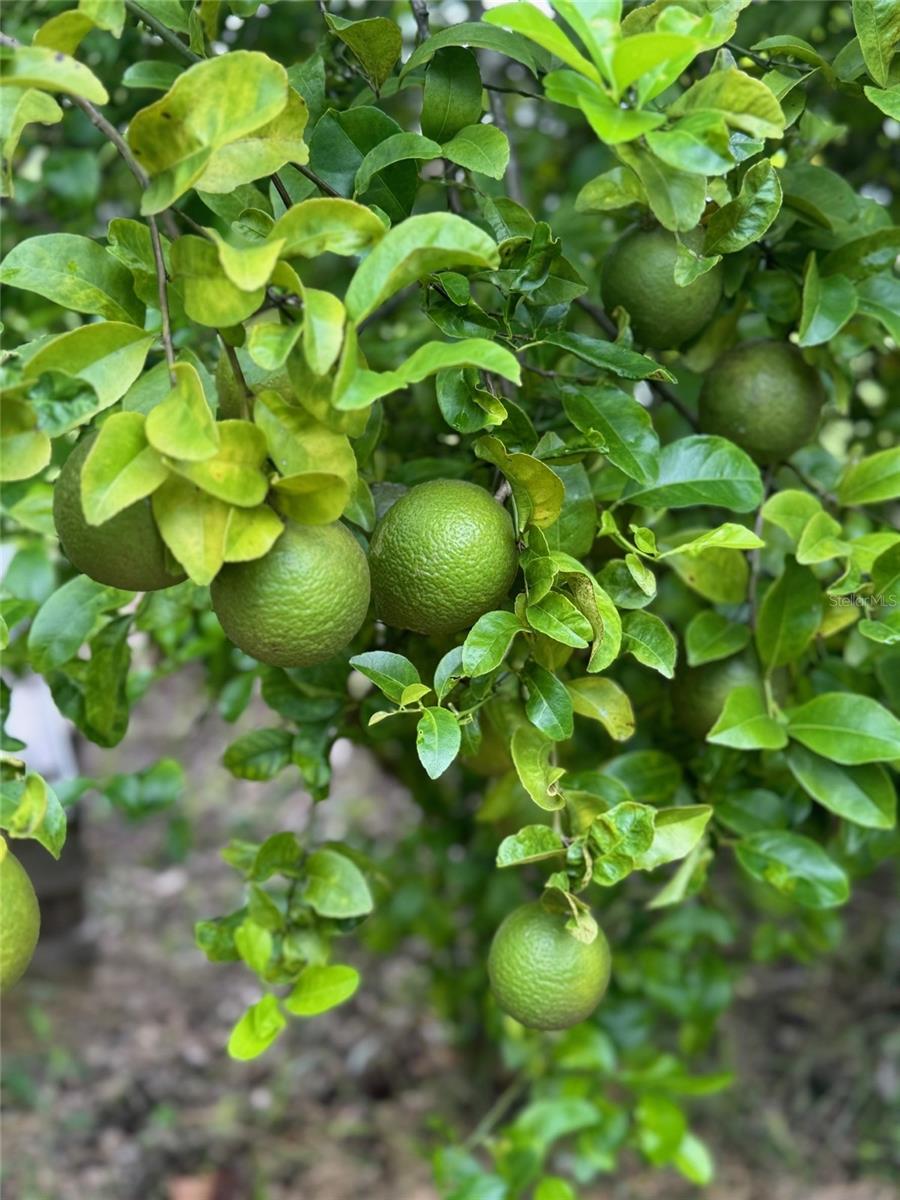 COUNTRY MEADOW WEST UNIT 1 - Residential