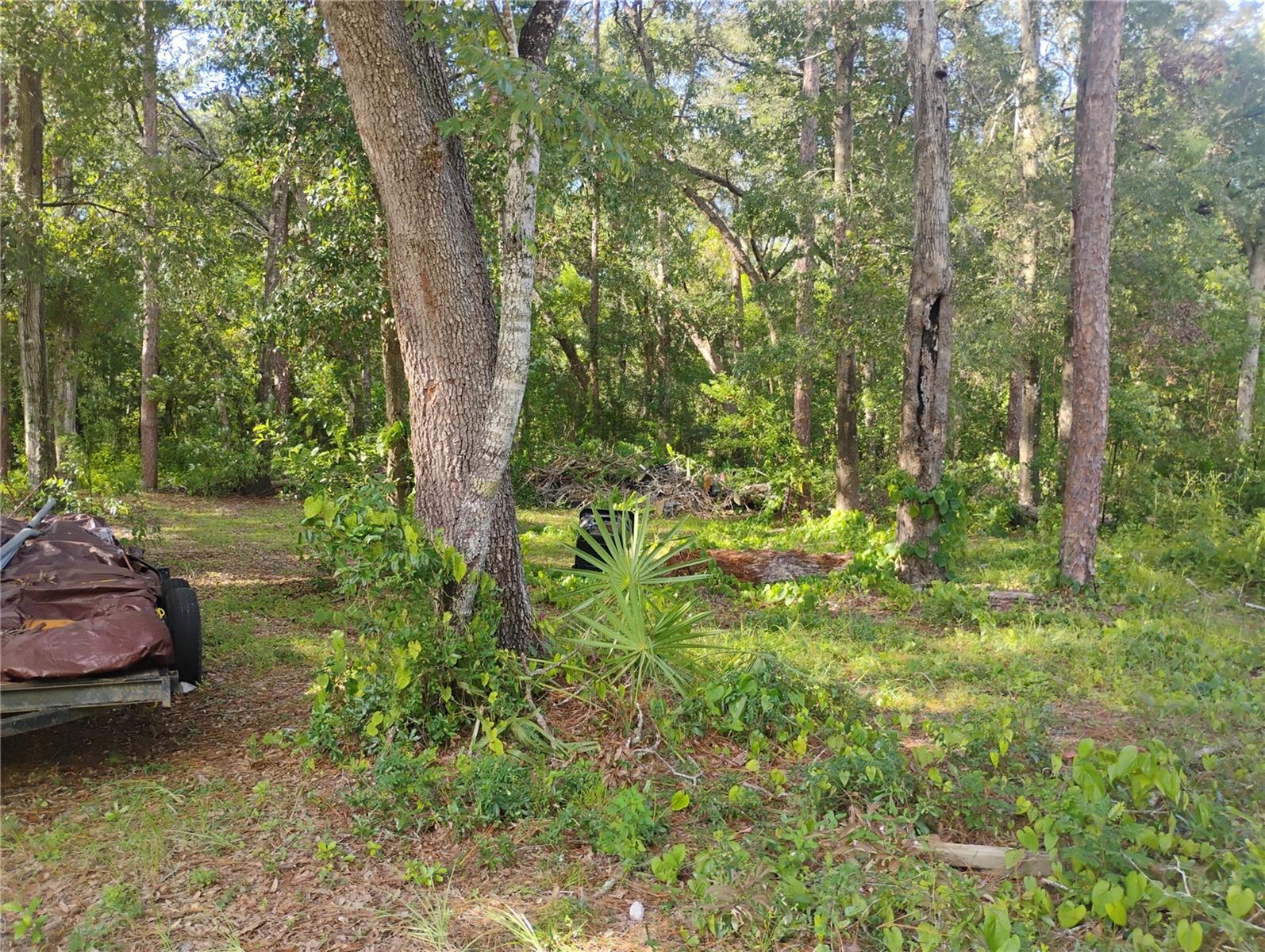 JASMINE ROAD